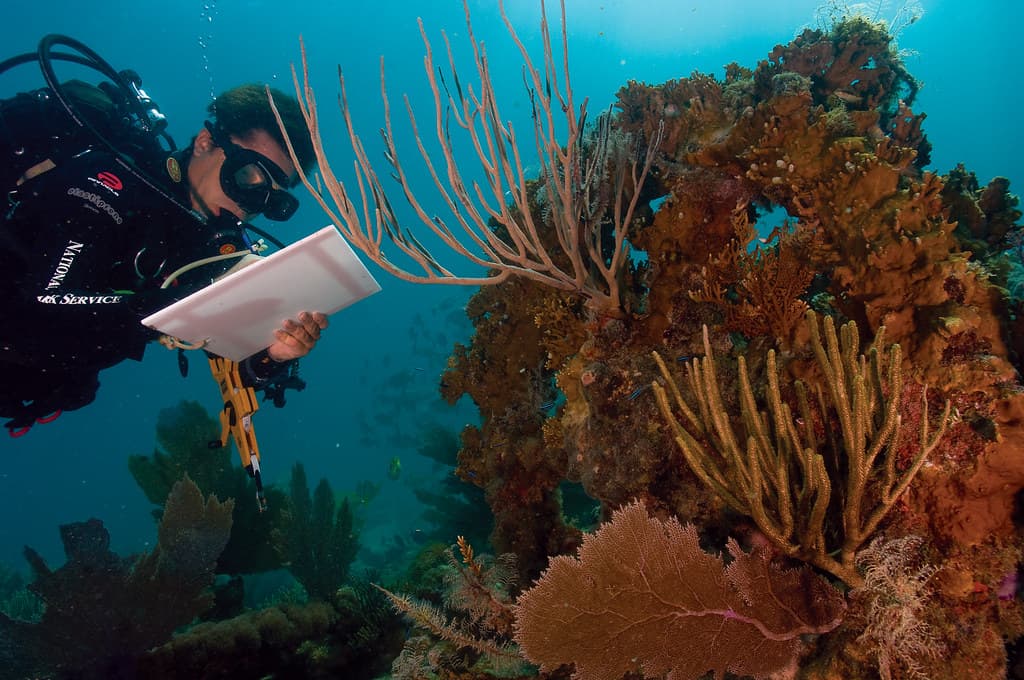 Sanganeb Marine National Park and Dungonab Bay – Mukkawar Island Marine National Park